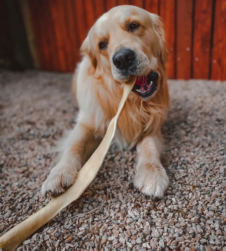 ANCO Giant Buffalo Stick Chew Dog Treat