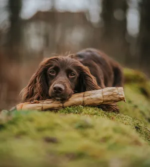 ANCO Natural Goat Roll Large Dog Chew