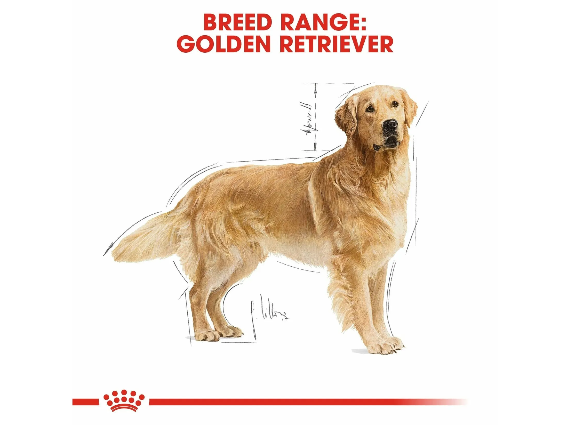 Breed Health Nutrition Golden Retriever Adult 12 KG