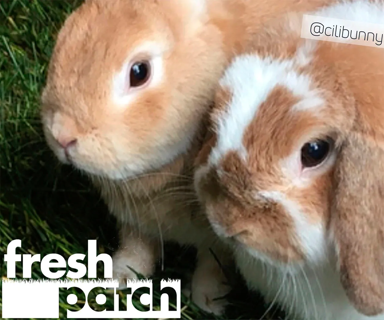 Rabbit Patch - Farm Fresh Grass Pad (Standard)